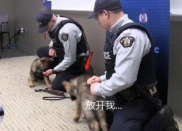 警犬视频,守护平安的忠诚伙伴