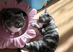 娱乐吃猫瓜,揭秘“吃猫瓜”背后的故事与真相