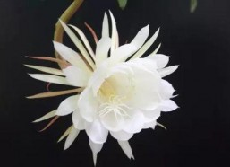 昙花一现的视频,瞬间绽放的生命奇迹