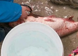 杀鱼视频,揭秘残忍捕捞过程