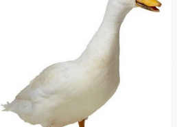 娱乐吃瓜鹅鸭视频,鹅鸭视频带你领略娱乐圈新鲜趣事