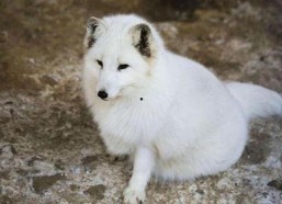 白狐视频,穿越时空的神秘传说