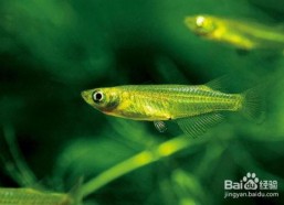 青鳉鱼,探寻青鳉鱼的生态奥秘与观赏价值